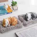 Sleeping Cat  2.webp