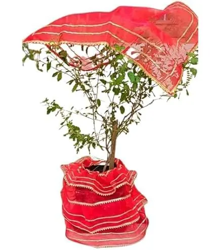 Tulsi Ji Poshak